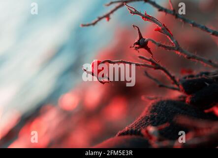 Woman`s hand in black glove holding wild rose against beautiful sky in the winter Stock Photo